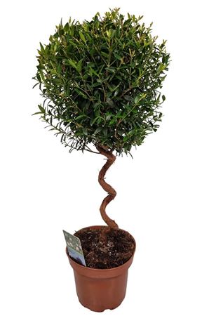 Myrtus Communis On Spiral Stem