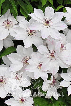 Клематис гибридный Матка Урсула Ледуховска