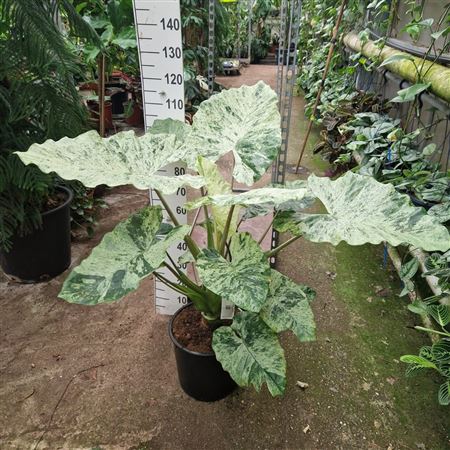 Alocasia Splash Xl