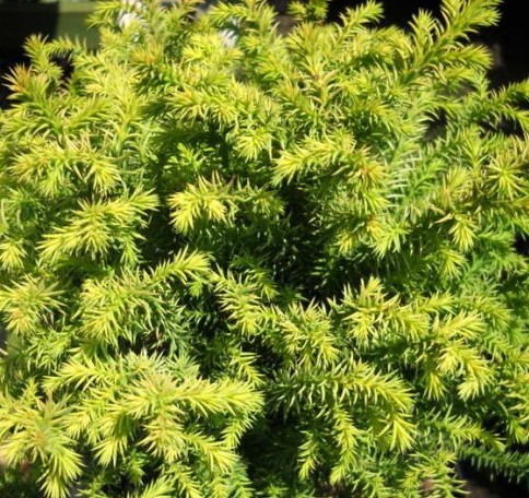 Криптомерия японская Вилморин Голд