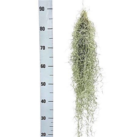 Tillandsia Usneoides Xl