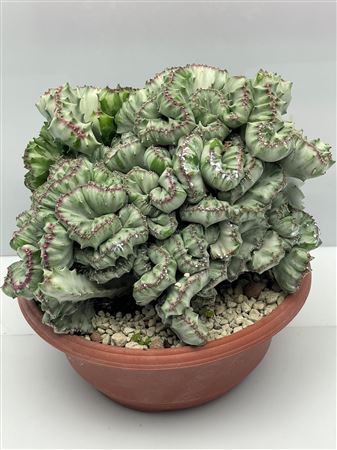 Lactea Cristaat Bowl