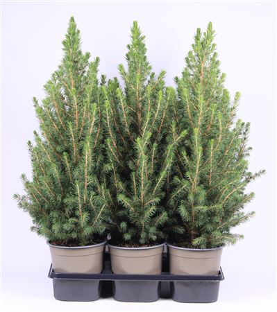 Picea Glauca December