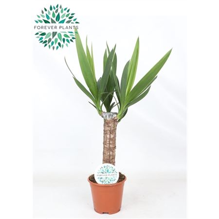 Yucca 30cm Stem 3+