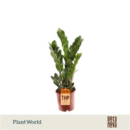 Zamioculcas