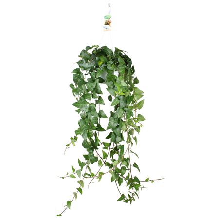 Hedera Helix Mein Herz