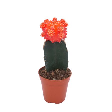 Gymnocalycium Orange