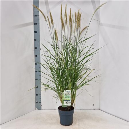 Pennisetum Orientale Fairy Tails
