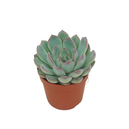 Echeveria Apus
