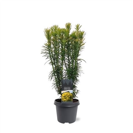 Cephalotaxus Harr Korean Gold