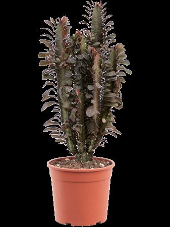 Euphorbia Trigona Rubra 17 Cm
