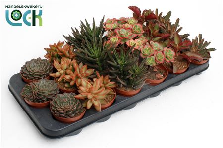 Succulent Mix Autum