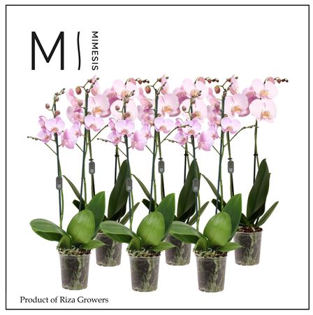 Phal 2st Pink 16+ (mimensis)