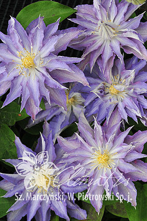 Клематис гибридный Турисланд