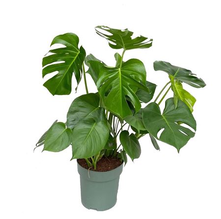 Monstera Deliciosa + Watermeter