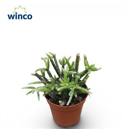 Rhipsalis Pilocarpa