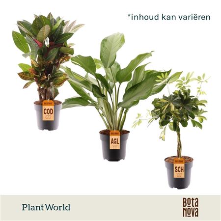 Plantmix Santorini (diverse Soorten)