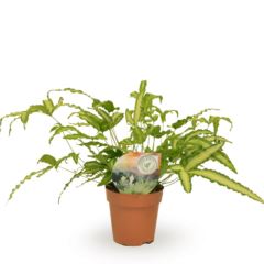 Птерис Альболиниата