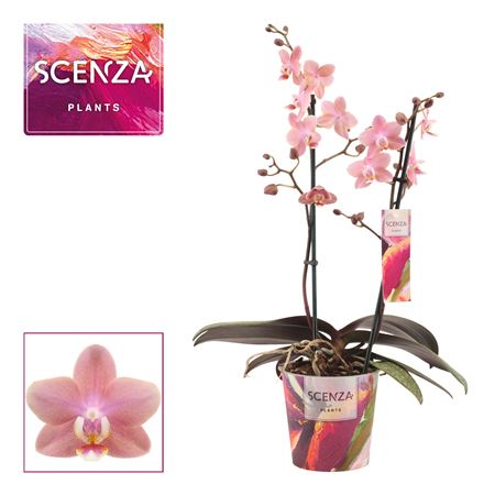 Phal 2st Aroma Odorion (decorum)