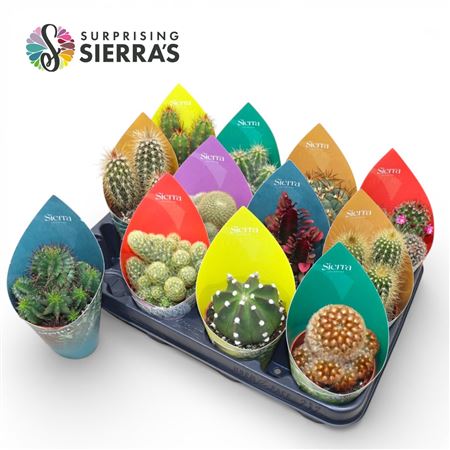 Cactus Mix Sierra Surprise