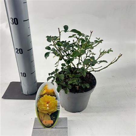 Rosa (t) Candella