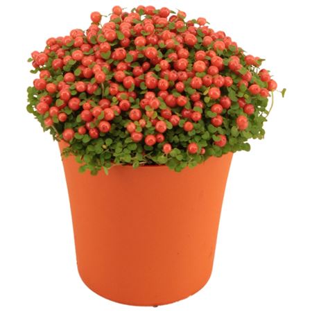 Nertera Granadensis Astrid In Pot Orange