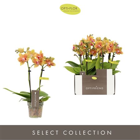 Phal 2st Mini Indy 10+ (opti)