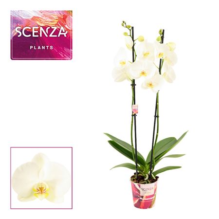 Phal 2st White Signature Lips