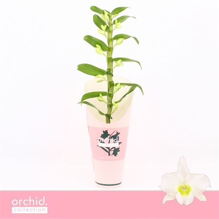 Dendr Nob 1st Apollon Orchid Collect