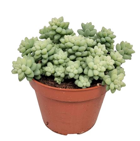 Sedum Burrito