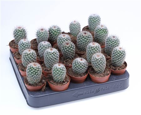 Mammillaria Klissingiana E