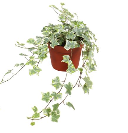 Hedera Helix Mint Kolibri