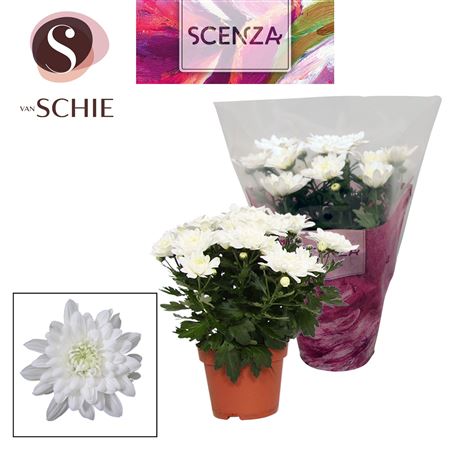 Chrys Grandezza White (scenza)
