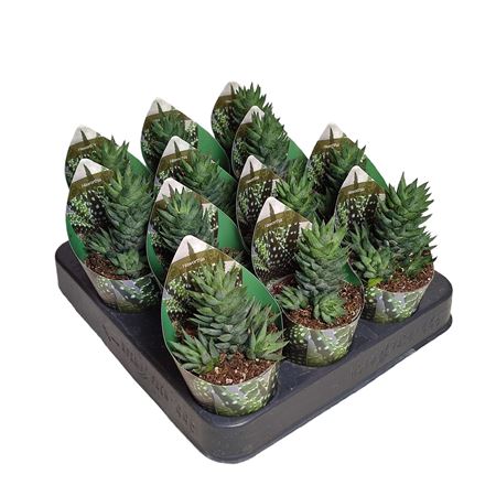Haworthia Resendeana Potcover