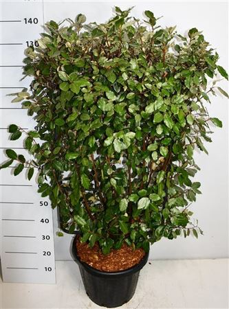 Elaeagnus Ebb Compacta On Reck