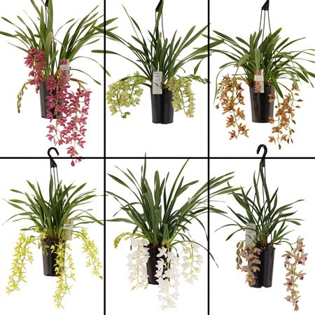 Cymb Cascade Mix 2-6st