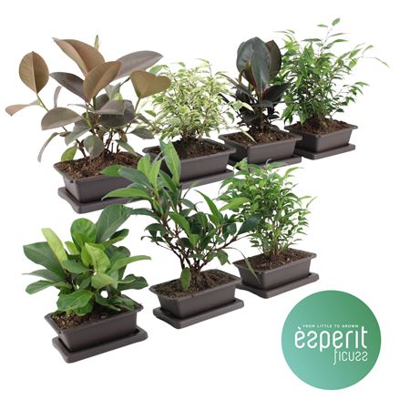 Ficus Zensai® Mix 5-7 Srt. Bonsai