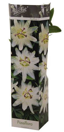 Passiflora Constance Elliot