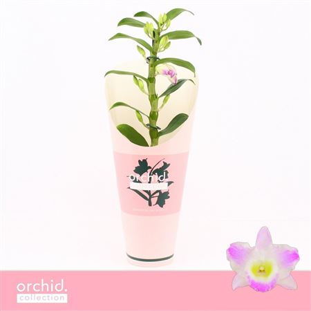 Dendr Nob 1st Pandora Compact Orchid