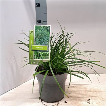 Carex Morrowii
