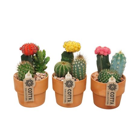 Cactus-gymno Mix In Terracotta