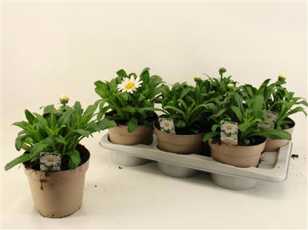Leucanthemum Madonna