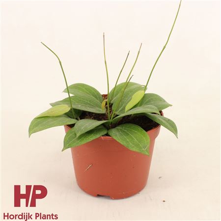 Hoya Fitchii