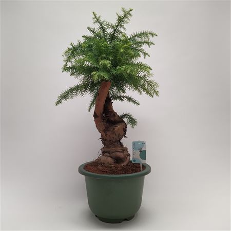 Bonsai Araucaria Cunninghamii