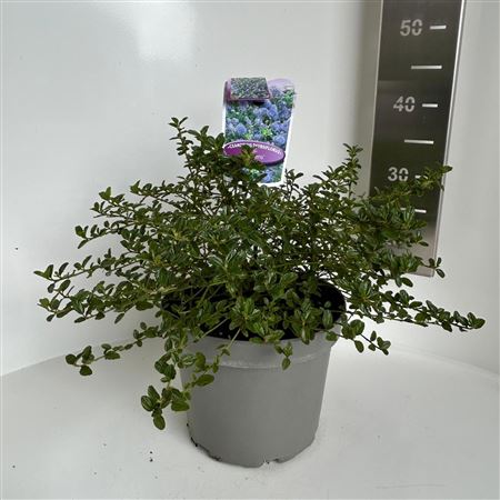 Ceanothus Thyr Repens