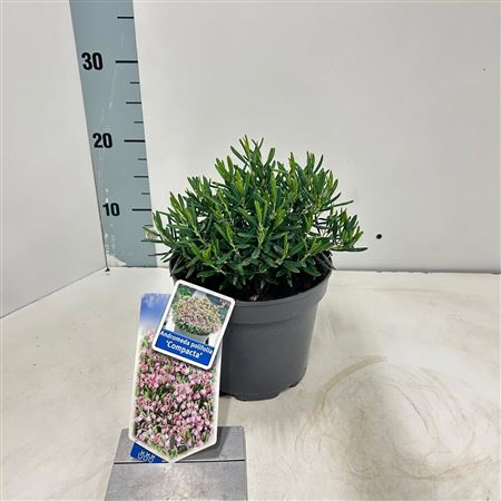Andromeda Polifolia Compacta