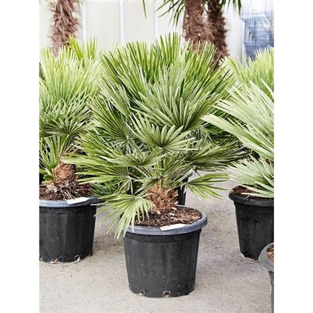 Chamaerops Humilis Vulcano