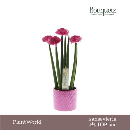 Sansevieria Ceramix