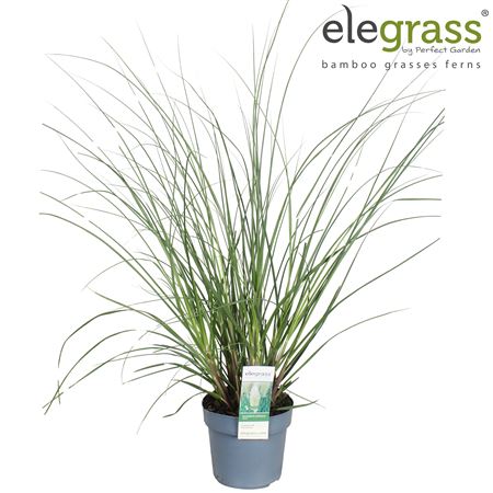 Cortaderia Sell Evita