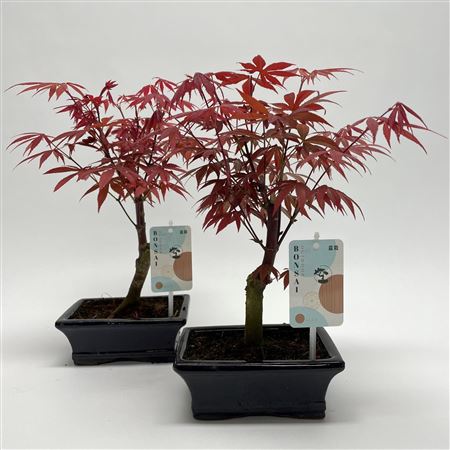 Bonsai Acer Atropurpureum